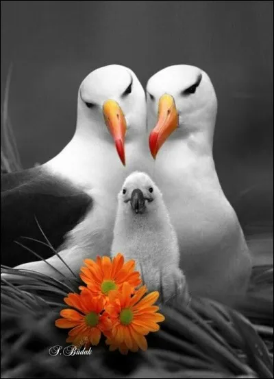 Où est l'île de Bass qui a donné son nom aux fous de Bassan ?