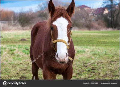 Comment s'appelle cette marque blanche ?