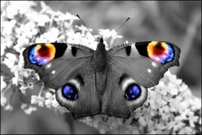 Qui a composé l'Opéra "Madame Butterfly" ?