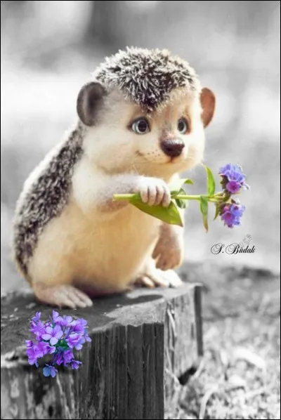 Ce joli hérisson m'a inspiré cette question : savez-vous comment se nomme le petit hérisson de la publicité "Spontex" ?