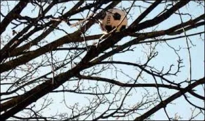 Tu es en train de lire ton livre mais quelqu'un t'appelle pour te demander de l'aider à attraper le ballon qui est coincé dans l'arbre. Que fais-tu ?