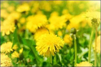 Tu sors de l'école et tu vois les premiers pissenlits de l'année, mais ta mère t'a dit de rentrer tôt pour préparer le dîner. Que fais-tu ?