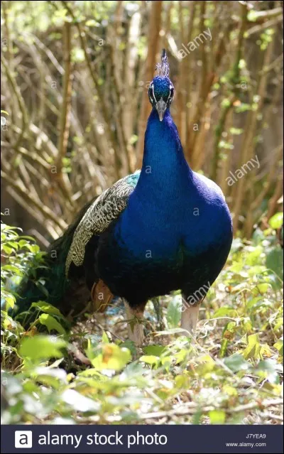 Qu'est-ce qu'un "bleu-bite" ?