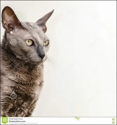 Qui a écrit la bande dessinée "Le Chat du Rabbin" ?