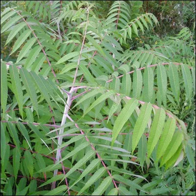 Qu'est-ce qu'un "machicoulis" ?