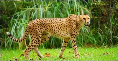 Autre confusion qui pose souvent un problème, le léopard et le guépard, sur cette photo vous voyez un félin à l'allure élancée, au corps délié, à la tête plutôt petite, on pourrait le comparer à un lévrier plutôt qu'à un pitbull, sur sa face, deux lignes noires descendant des yeux juqu'à la mâchoire, sur son corps des taches noires, alors d'après vous, quel est ce félin ?