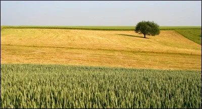 Enfin, complétez ce dicton français : "Quand il pleut à la Saint-Servais"