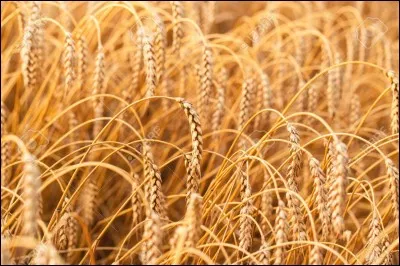 Qui disait "Je respire, je regarde, je n'arrive pas à assigner à mes réflexions un champ clos. Elles s'obstinent à tracer des sillons entrecroisés. Comment voulez-vous que le blé, préoccupation principale des gens que je méprise, puisse y germer" ?