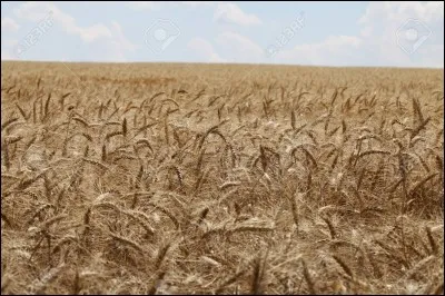 En argot, que signifie le blé ?