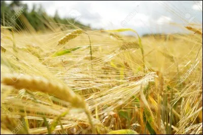 Qui a classifié le blé en 1981 ?