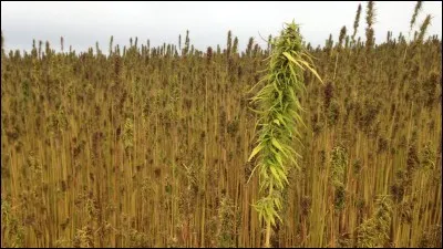 Qui disait "Des sources de lait jaillissent du sol dans le Bronx. En une nuit, un champ de blé a poussé dans la Cinquième Avenue et les chômeurs sont occupés à faire la récolte. Un Noir a été élu à la Maison Blanche.