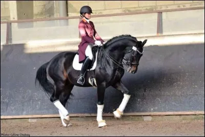 Qu'est-ce qu'une reprise de dressage ?