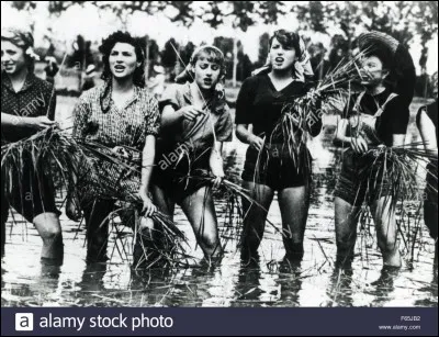 Après avoir volé un objet de valeur, un couple se cache et part en convoi vers le Vietnam ; mais comme c'est un pont trop loin, le couple décide d'aller, manque de bol (de riz ), dans la plaine du Pô. Après moult arrachages de collier et de riz, et d'improbables chassés-croisés amoureux dans une rizière sans retour, on assiste à un vrai suicide et un faux départ.