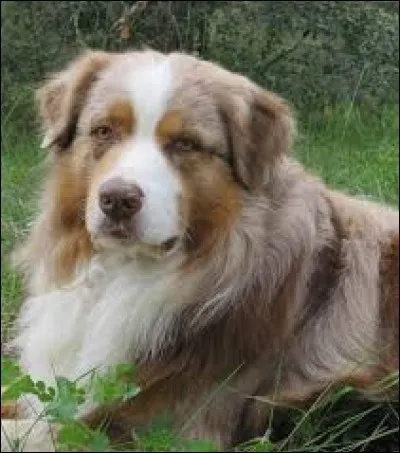 Vient le moment où nous adoptons notre premier chiot. C'est un berger australien rouge merle. Nous avons longuement hésité au sujet de son prénom mais "Oslo" l'a remporté. Tiens, Oslo comme...