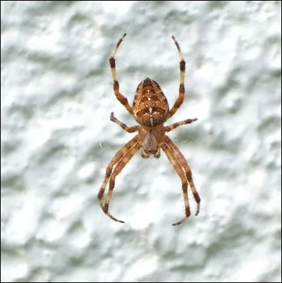 Enrichit une extrémité, c'est le...