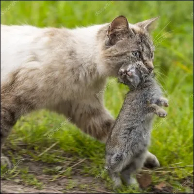 Quel est ton territoire de chasse préféré ?