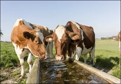 Pendant la période estivale, quelle quantité d'eau peut boire une vache ?