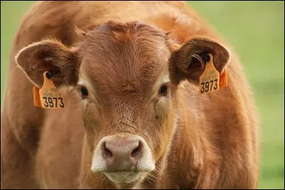Pourquoi les vaches portent-elles des boucles à l'oreille ?