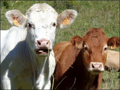 Quelles sont parmi ces races, les vaches à viande ?