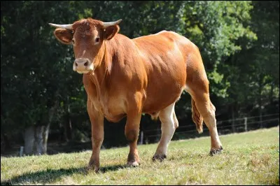 Comment appelle-t-on un bovin castré ?