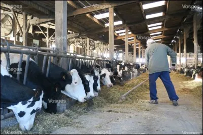 Quel est l'habitat de la vache ?