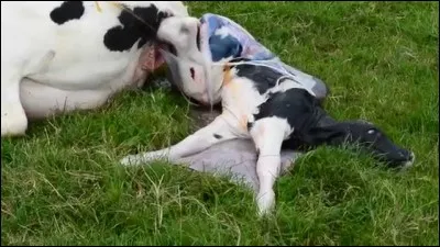 Quelle est la durée de gestation d'une vache ?