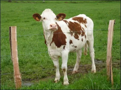 Qu'est-ce qu'une génisse ?