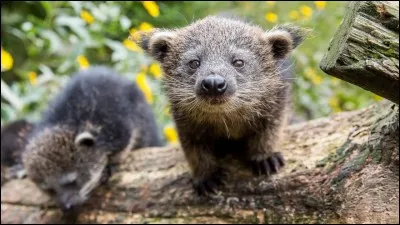 Seriez-vous r&eacute;serv&eacute; ou extraverti ? Vous cacheriez-vous ou seriez-vous fier ?