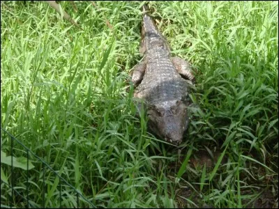 Oiseau de l'ordre des gallinacés, originaire d'Amérique du Sud !