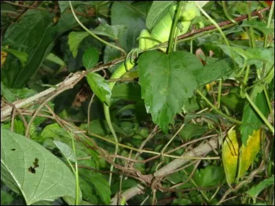 Mollusque marin, à coquille plate, nacrée à l'intérieur, appelé aussi oreille de lièvre !