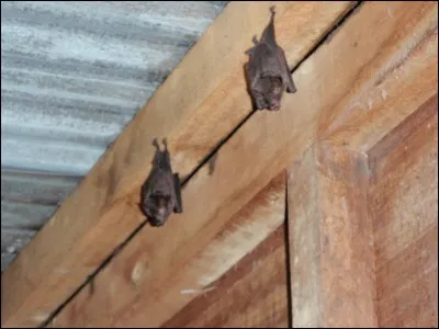 Nymphe des bois, qui naissait et mourait avec un arbre qui lui était destiné, dans lequel on pensait qu'elle était enfermée !