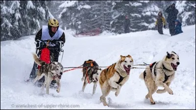 Quels animaux tirent le traineau du père Noël ?