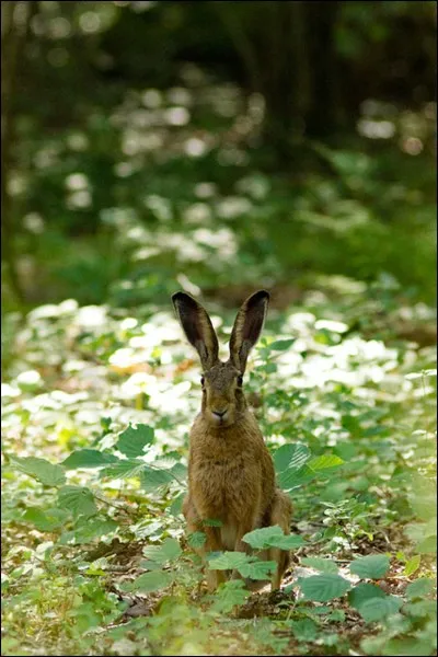 "La Course du lièvre à travers les champs" est un film avec Jean-Louis Trintignant, réfugié à Montreal, et surnommé... ?