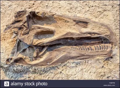 Quel dinosaure serait le plus lourd selon les paléontologues ?