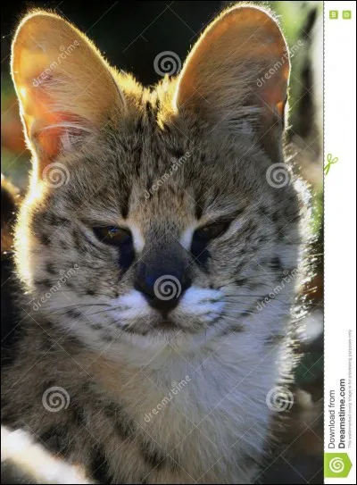 Avec de la patience, on peut voir ce félin en Guyane !