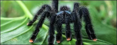 Beaucoup de gens détestent cet animal, eh bien en Guyane il faudra vous y faire, elle vit souvent dans les maisons !