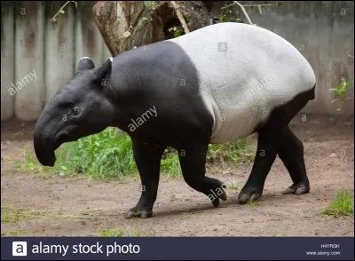 Lui, vous pouvez le rencontrer dans la forêt guyanaise !