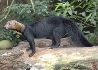 Cet animal vit en Guyane !