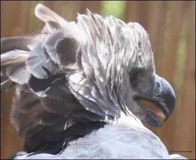 Si vous connaissez ce rapace, vous savez qu'il vit en Guyane !
