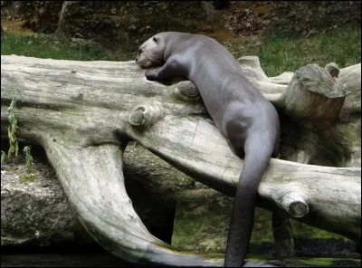 J'ai eu le privilège de voir cet animal en Guyane !