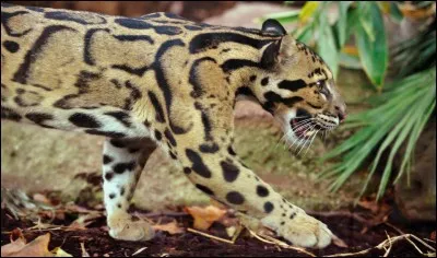 Dernièrement j'ai créé un quiz sur les espèces à ne plus confondre, regardez attentivement ce félin, il vit en Guyane !