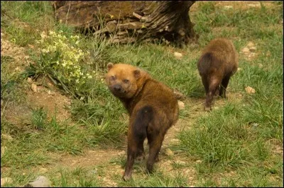 Malgré son apparence bizarre, c'est bien un canidé que l'on peut voir en Guyane !
