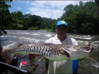 En Guyane, vous pouvez pêcher ce magnifique poisson !