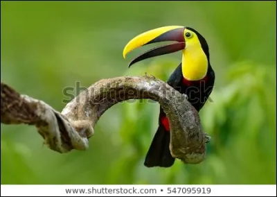 Cet oiseau est l'un des emblèmes de la Guyane !