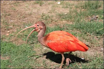 Souvent, surtout le soir, on peut voir cet oiseau voler au-dessus des mangroves de la côte !