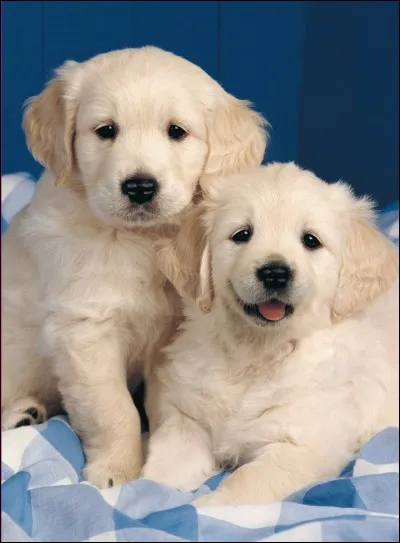 Pauline a 2 chiots. Elle en adopte 5 par jour, pendant 3 jours.
Combien va-t-elle en avoir ?