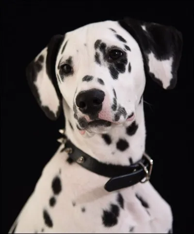 Qu'est la mascotte des Anges ?