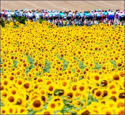 Passons au Tour de France et commençons par les sprints et les étapes de transition. Lequel de ces coureurs a remporté le plus d'étapes sur cette Grande Boucle ?