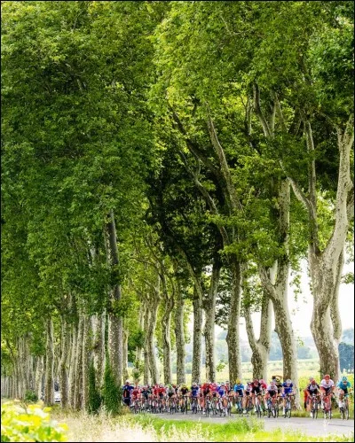 Faisons la transition désormais entre les pavés des flandriennes et les murs pentus des ardennaises. Qui dit mur dit Mur de Huy bien évidemment. Qui s'est imposé au sommet de cette terrible ascension lors de la Flèche wallone ?