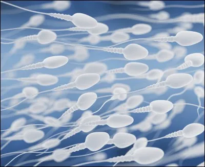 Un "souslik" est un animal voisin de...